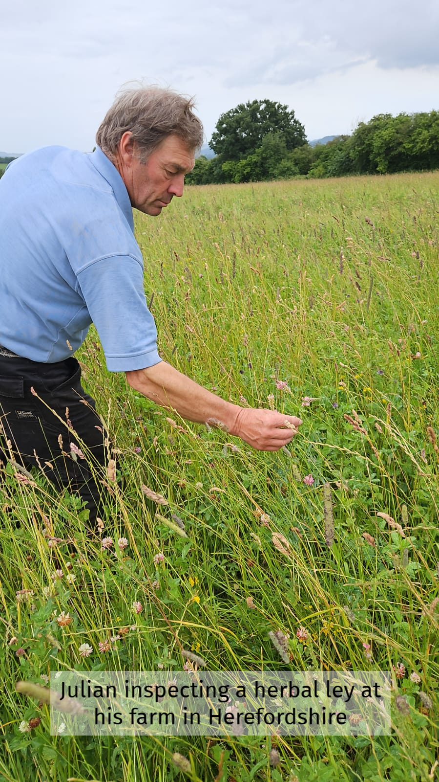 Julian inspecting a herbal ley at his farm